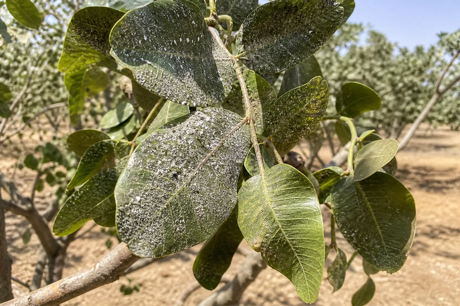 برگ پسته پوشیده از عسلک و پوستههای سفید پسیل